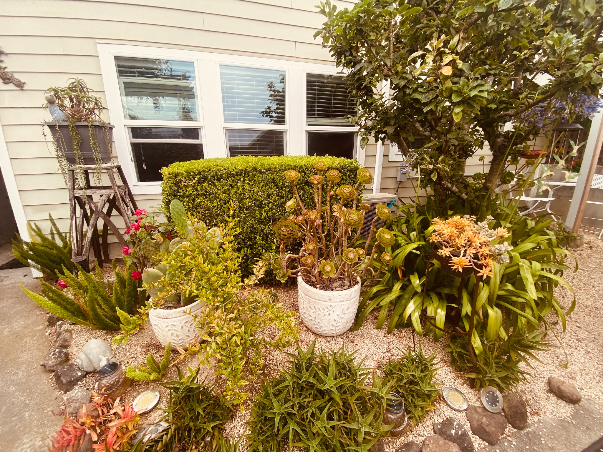 Lush succulent garden beside the retreats